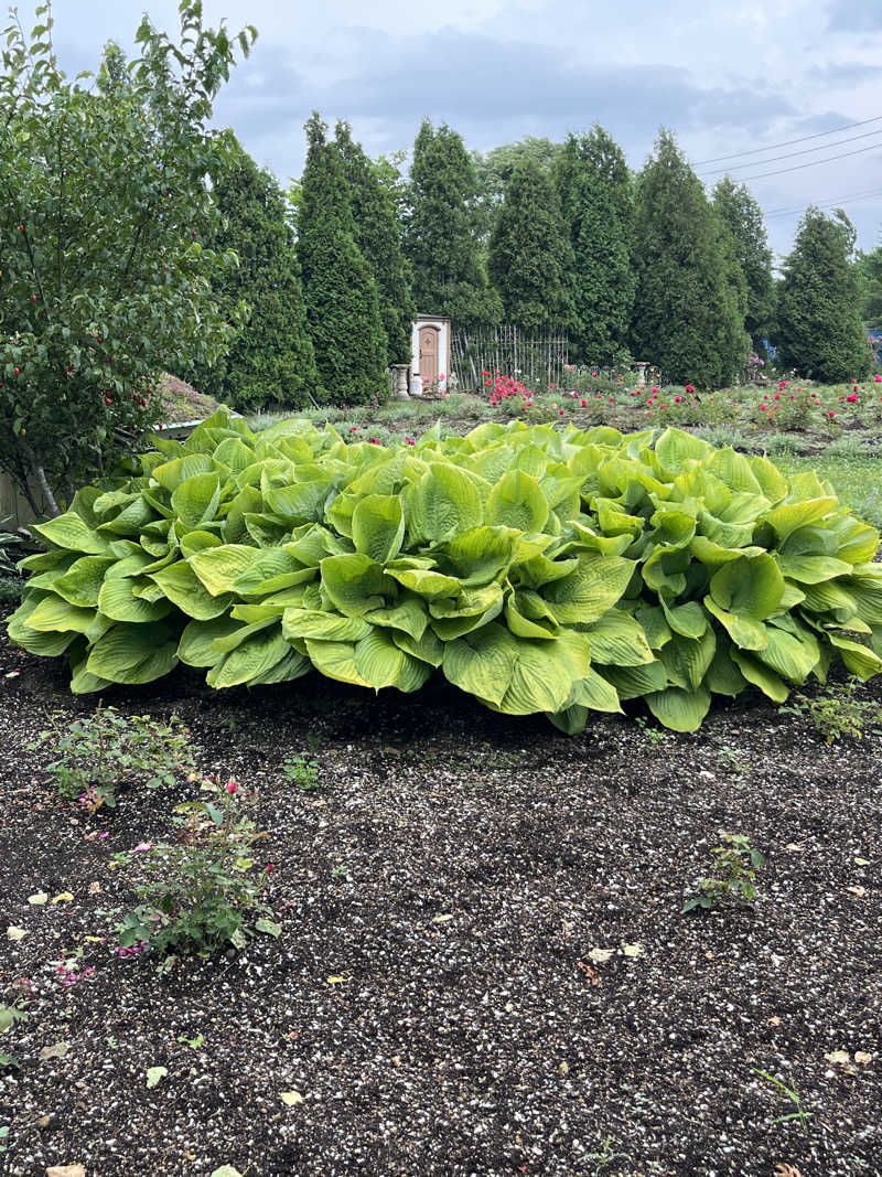 ぶる子さんの湯の郷 絢ほのかのサ活写真