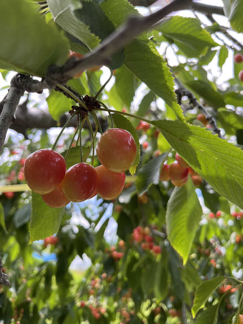 ぶる子さんの森の旅亭びえいのサ活写真