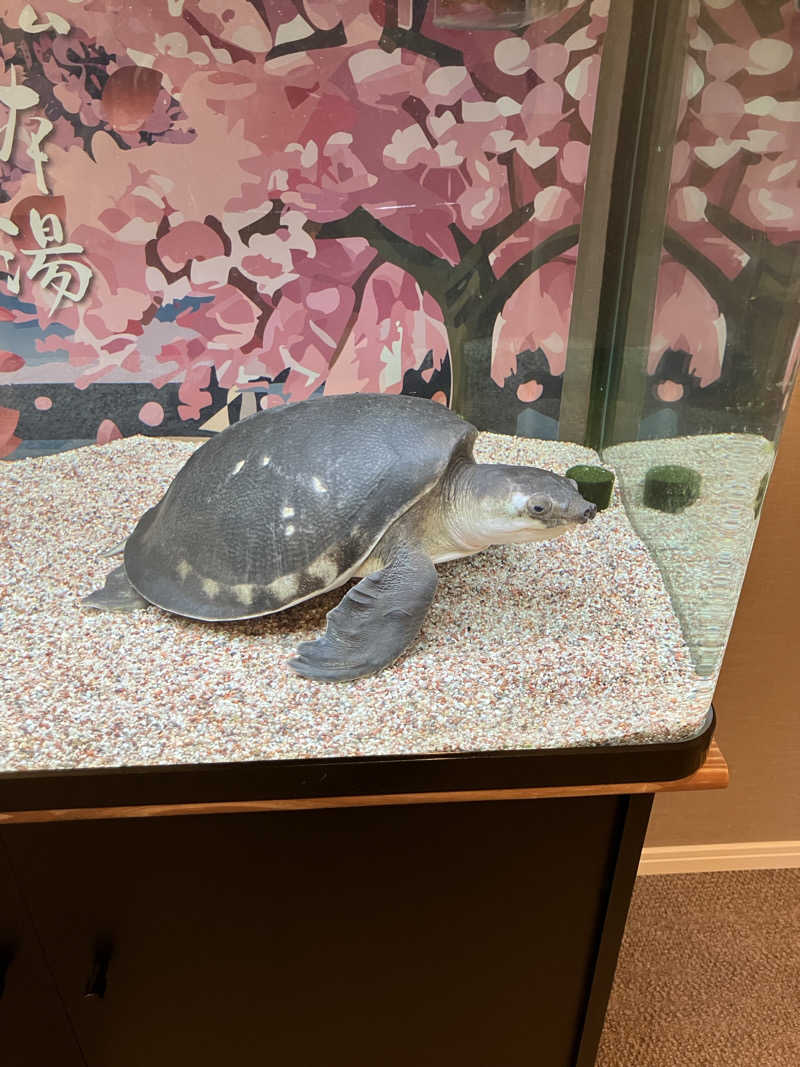 さじべえさんの松本湯のサ活写真