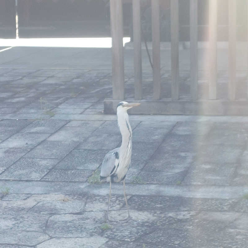 えいちゃんさんの白山湯 高辻店のサ活写真