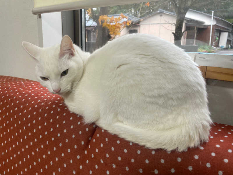 みーちん٩( 'ω' )وさんの神戸サウナ&スパのサ活写真