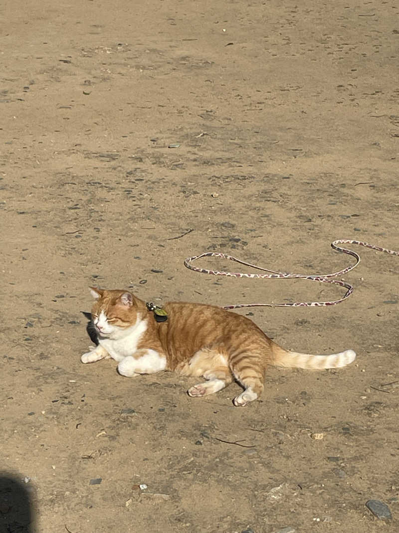 みーちん٩( 'ω' )وさんの瀬戸大橋スパリゾートのサ活写真