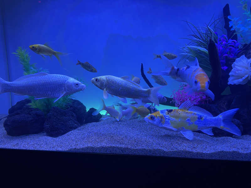 みーちん٩( 'ω' )وさんのCOCOFURO ますの湯のサ活写真