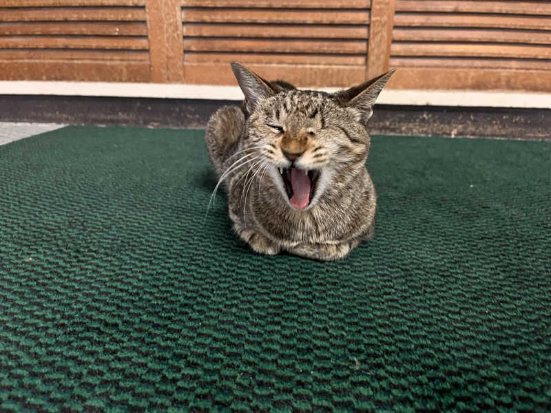 ameさんのポパイ温泉のサ活写真