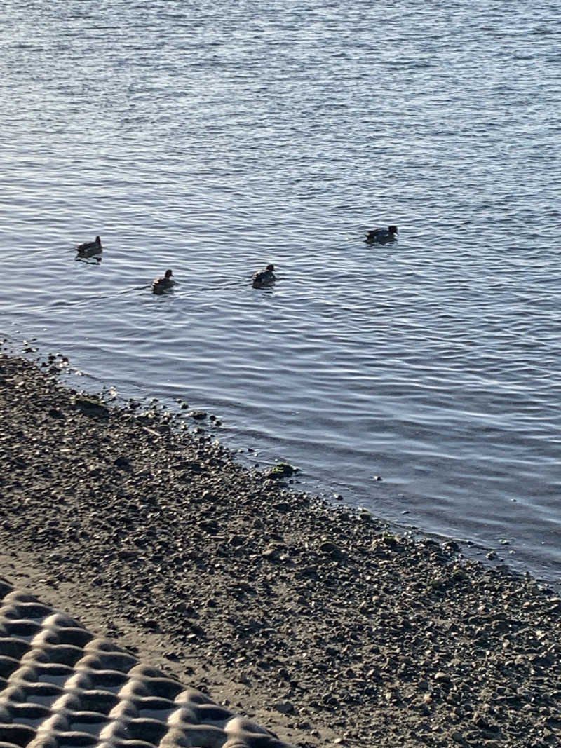 みさんの新宮温泉 ふくの湯のサ活写真