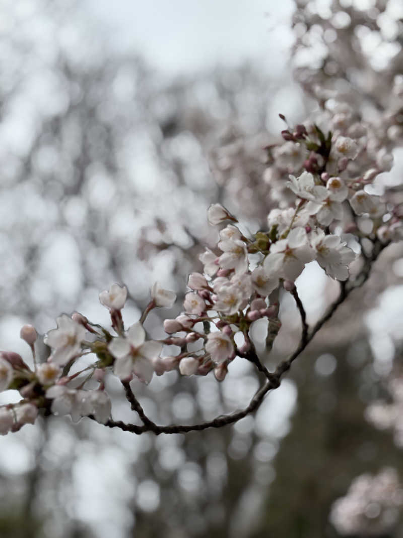 t@k.camさんの仙北市民浴場 東風の湯(だしのゆ)のサ活写真
