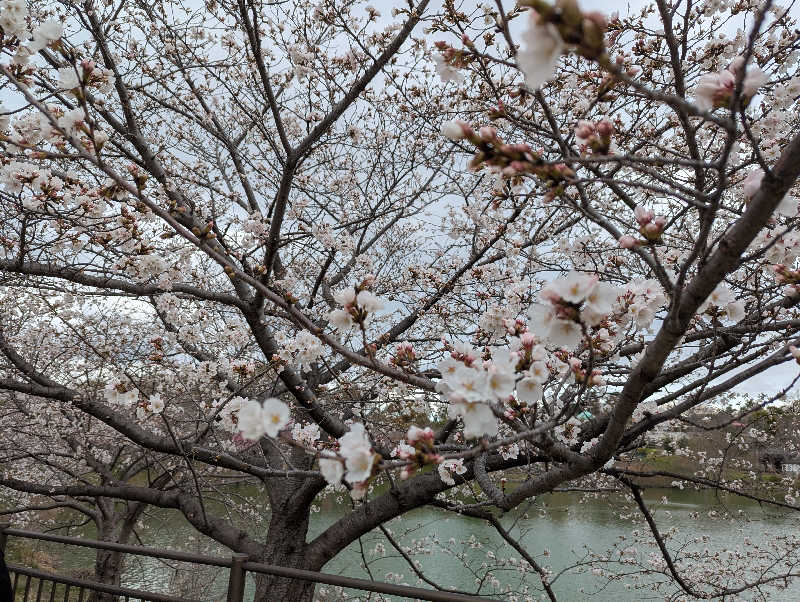 ビギナーたつおさんの八尾グランドホテルのサ活写真