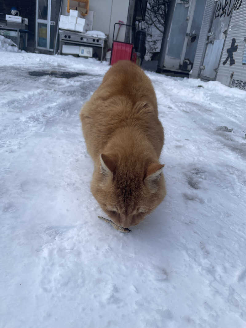 しましまのねこさんのふるさとの湯っこのサ活写真