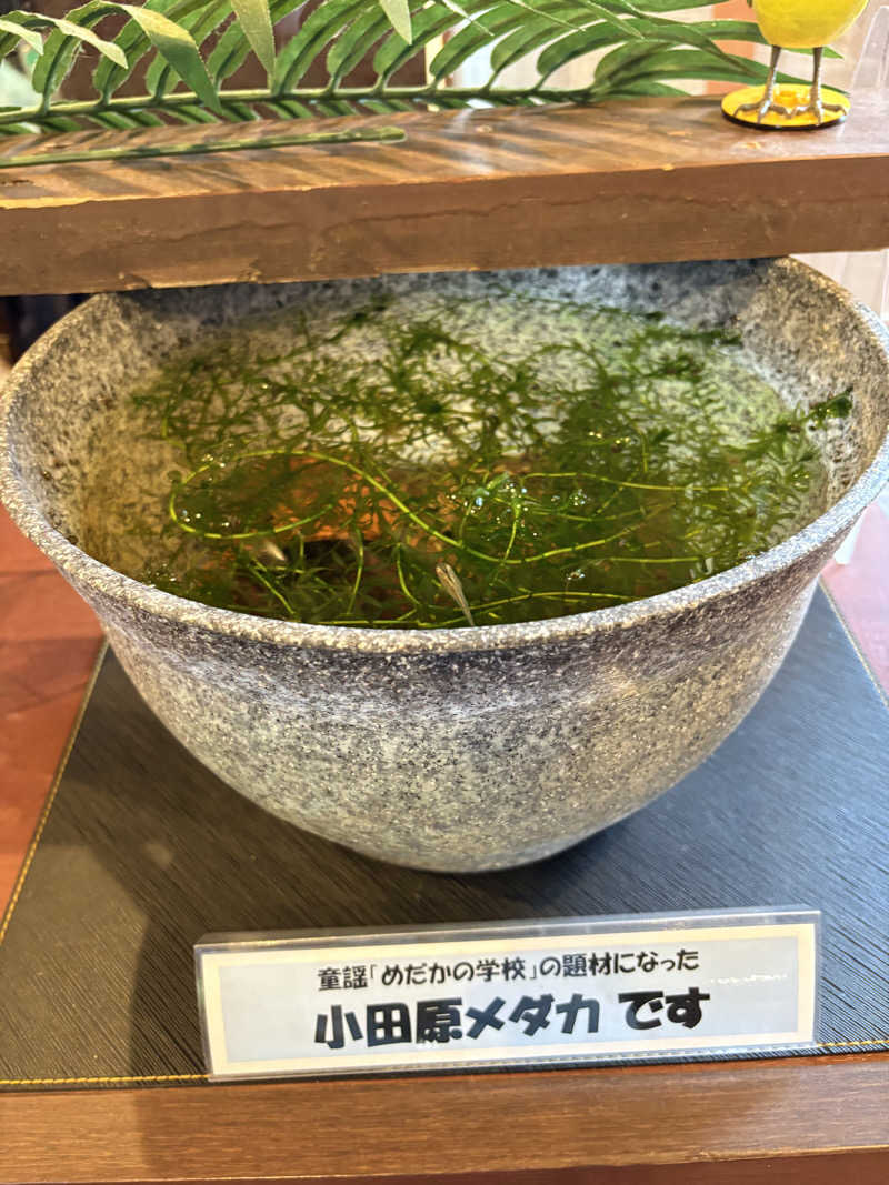 かなさんのモダン湯治 おんりーゆーのサ活写真