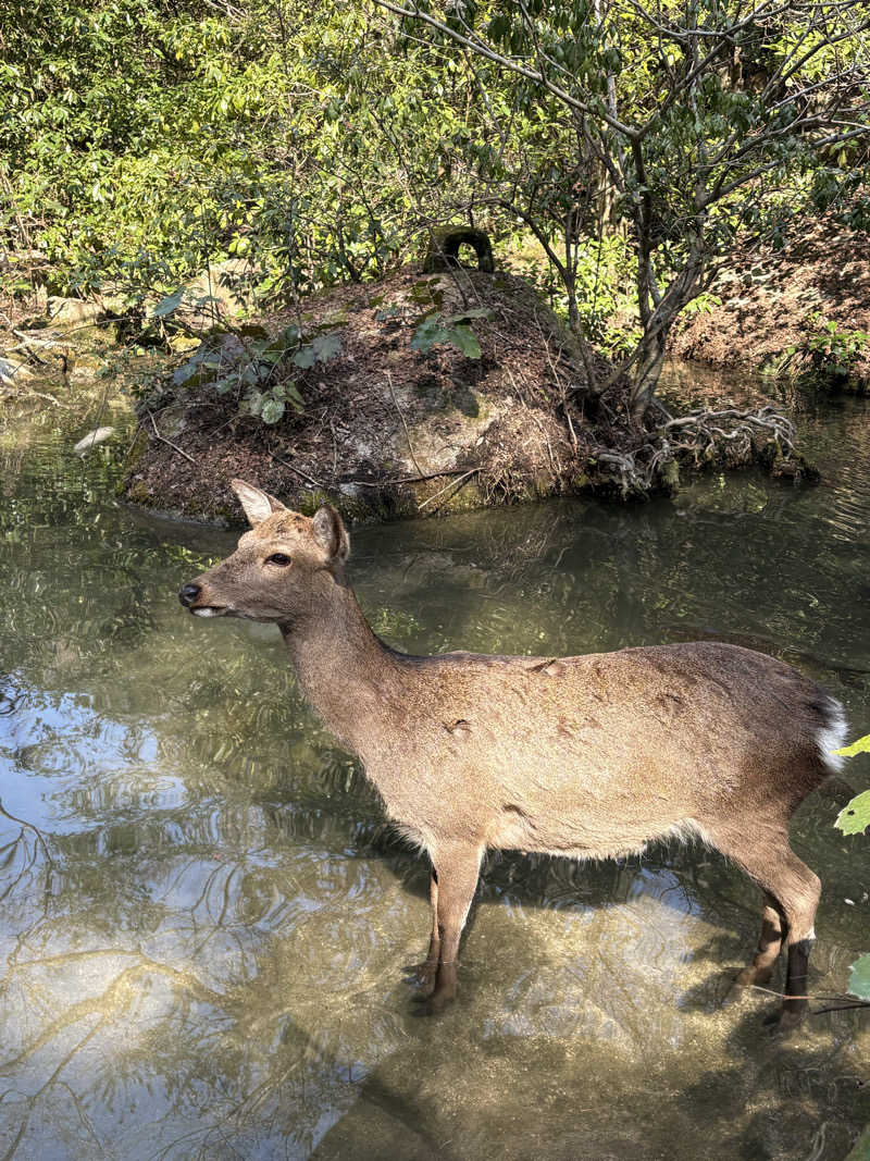 かなさんの天然温泉 宮浜 べにまんさくの湯のサ活写真