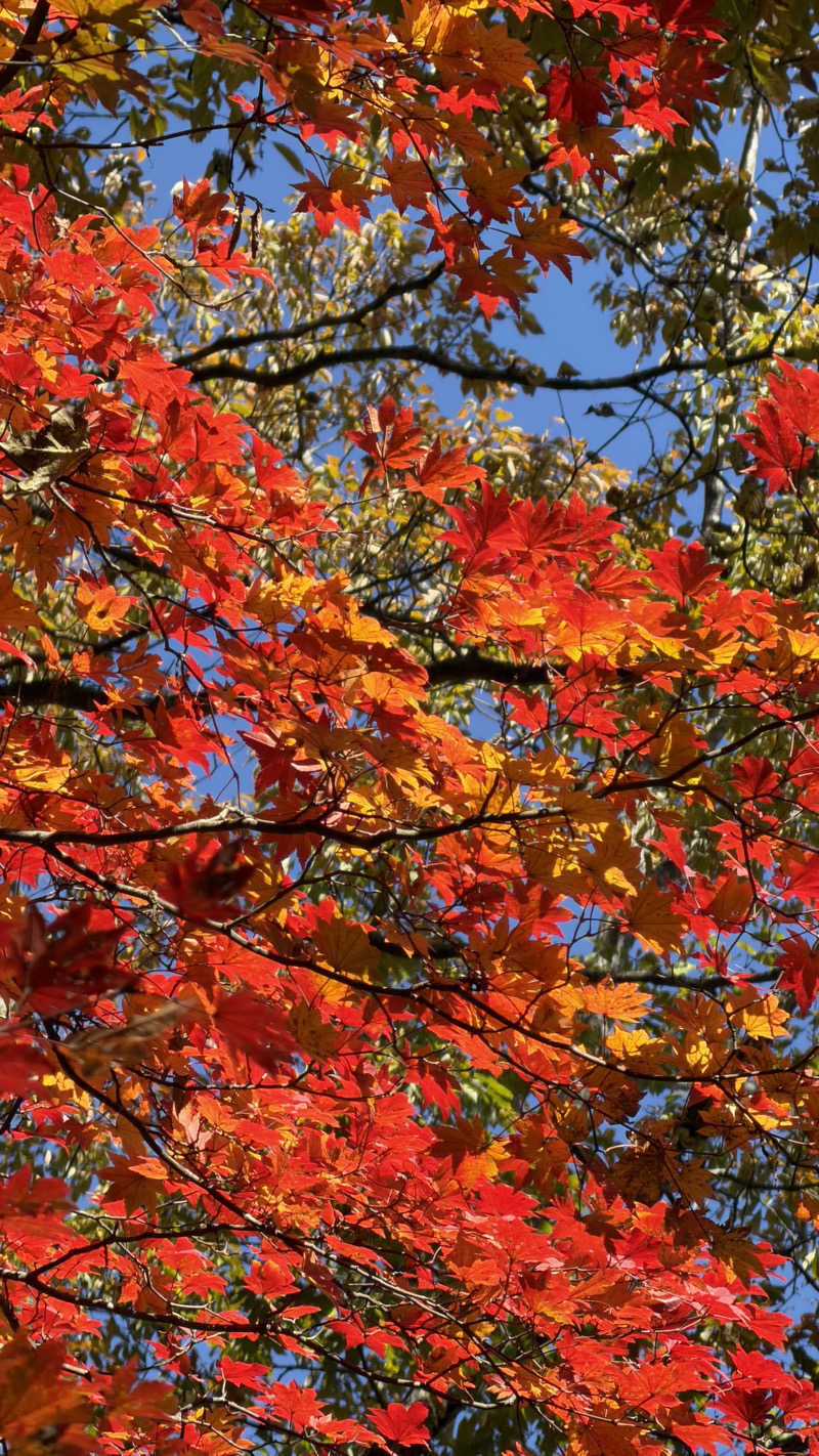 UCHILLさんの尾白の湯のサ活写真