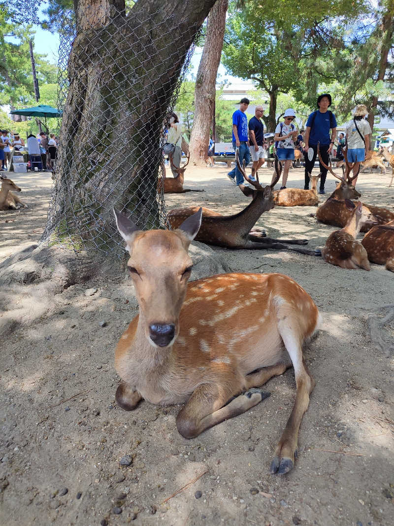 蒸しマツタケさんの天然温泉 吉野桜の湯 御宿 野乃奈良のサ活写真