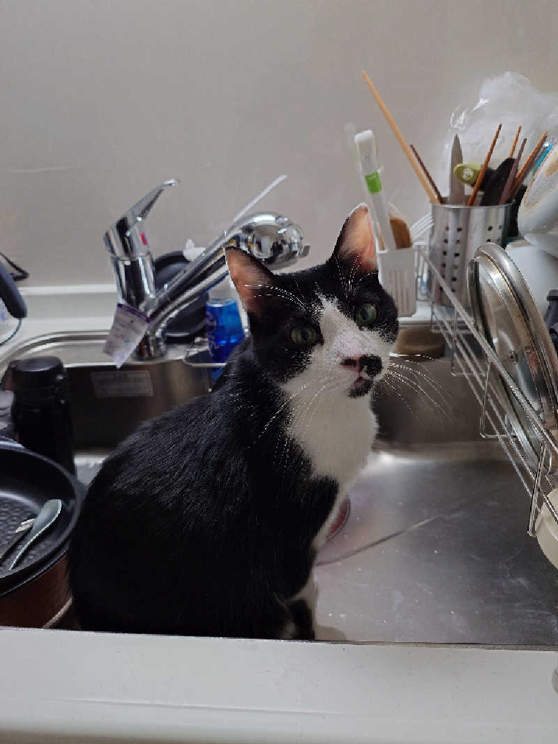 猫boyまたはブラックティーちゃん（仮名さんのサウナヘヴン草加のサ活写真