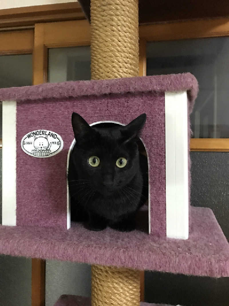猫boyまたはブラックティーちゃん（仮名さんのサウナヘヴン草加のサ活写真