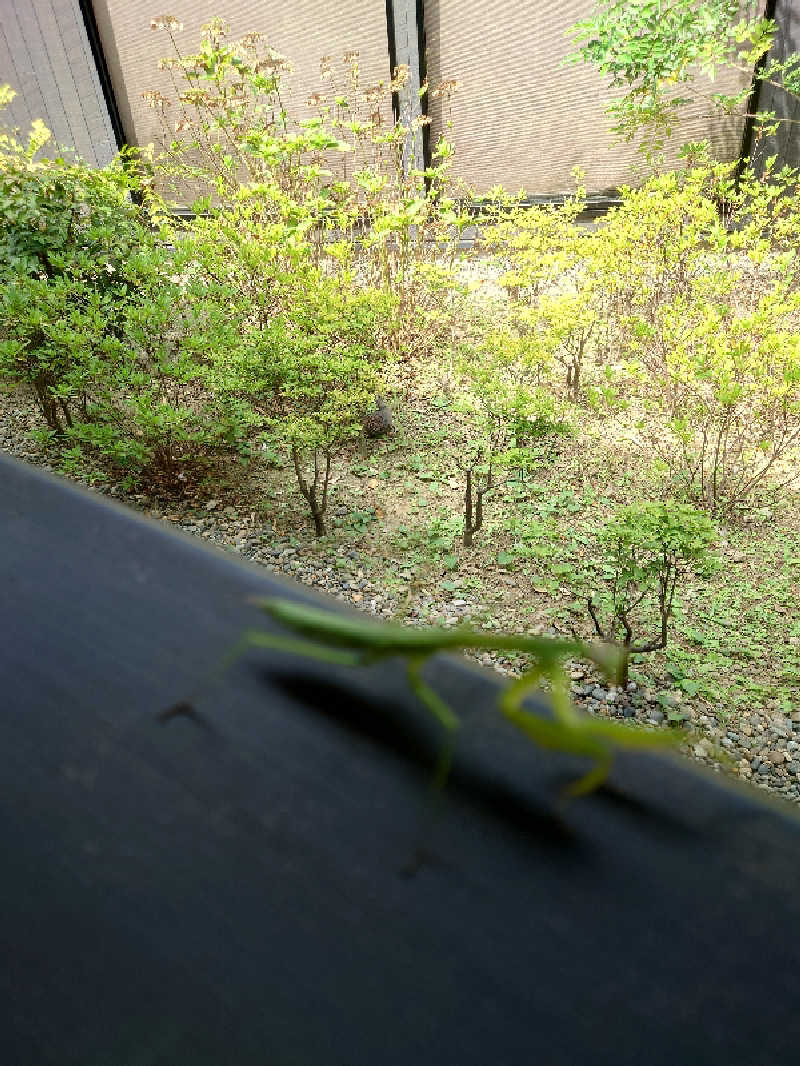 湯うこさんの佐倉天然温泉 澄流(すみれ)のサ活写真