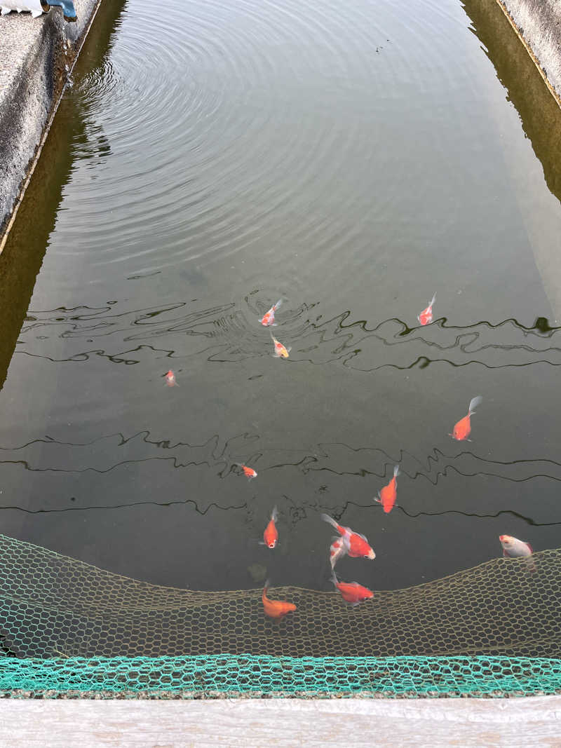 ゆーすけさんのピュア涌泉寺のサ活写真