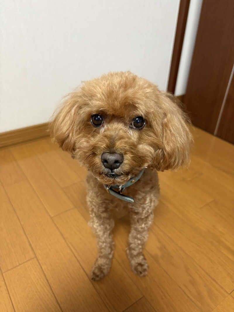 マロン🐶さんのこうしんの湯のサ活写真