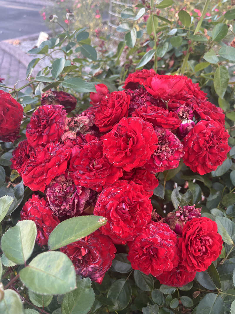 ちゃんもさんのとままえ温泉ふわっとのサ活写真