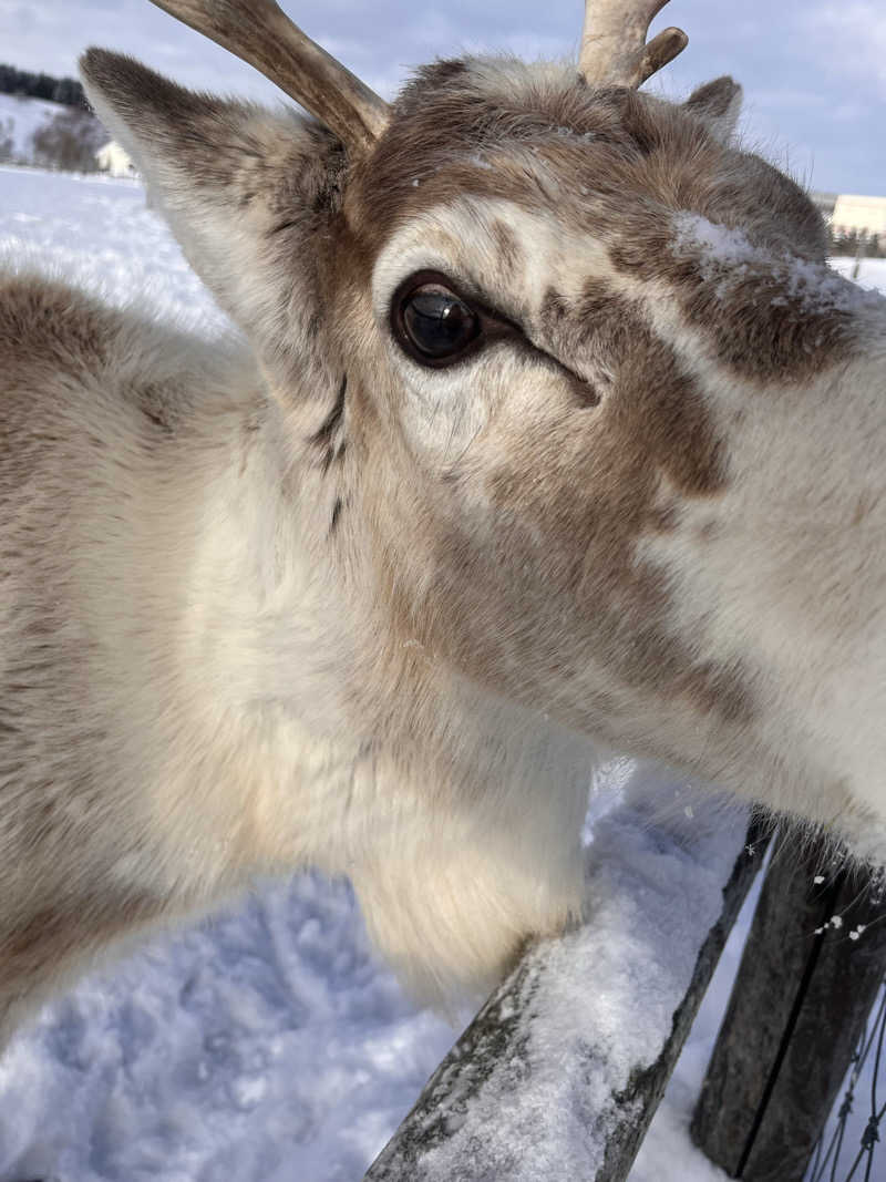 ちゃんもさんのホテル豊富のサ活写真