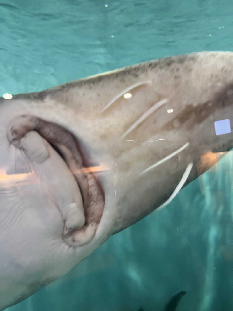 ちゃんもさんのホテル豊富のサ活写真