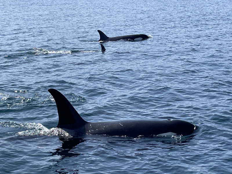 jokaさんの北こぶし知床 ホテル&リゾートのサ活写真