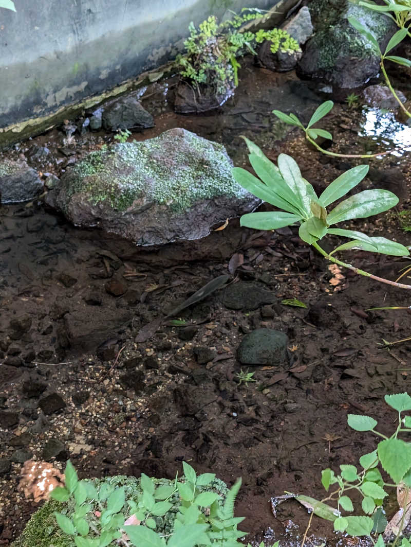 Halo5031さんの箱根湯寮のサ活写真