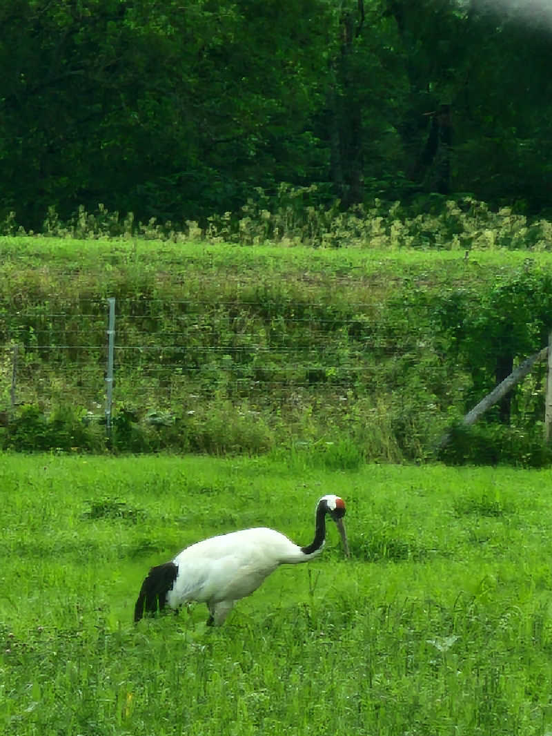 ノブ　サ活♨さんの道の駅 しらぬか恋問館のサ活写真