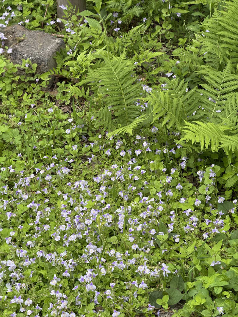 ちちちさんのThe Saunaのサ活写真