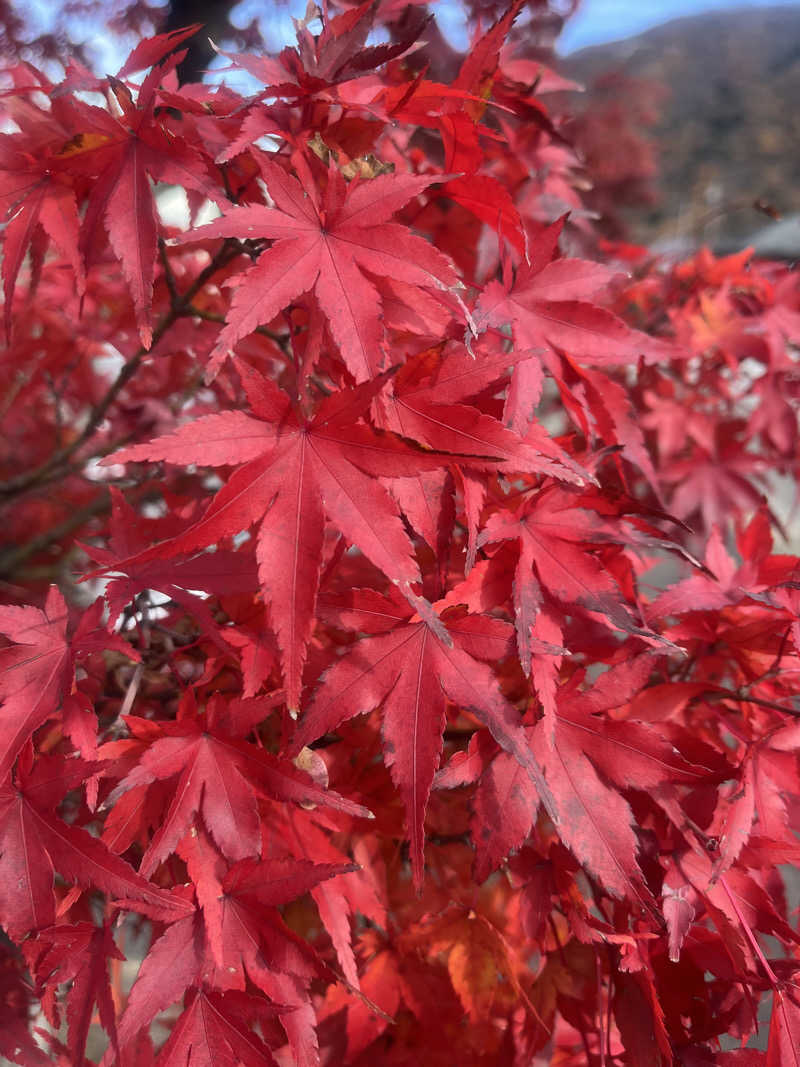 さうなスキ子さんのホテルサンシャイン鬼怒川のサ活写真