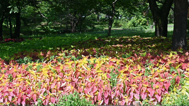 グランクラスしんやさんの権堂温泉テルメDOMEのサ活写真