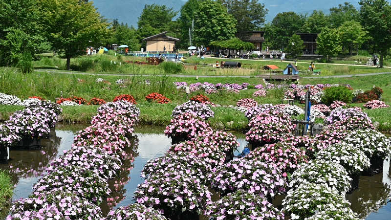 グランクラスしんやさんの権堂温泉テルメDOMEのサ活写真