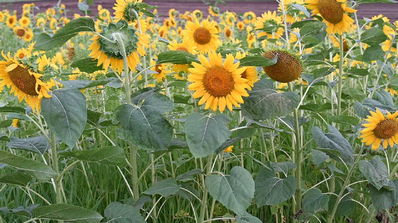 グランクラスしんやさんの京極温泉 京極ふれあい交流センターのサ活写真