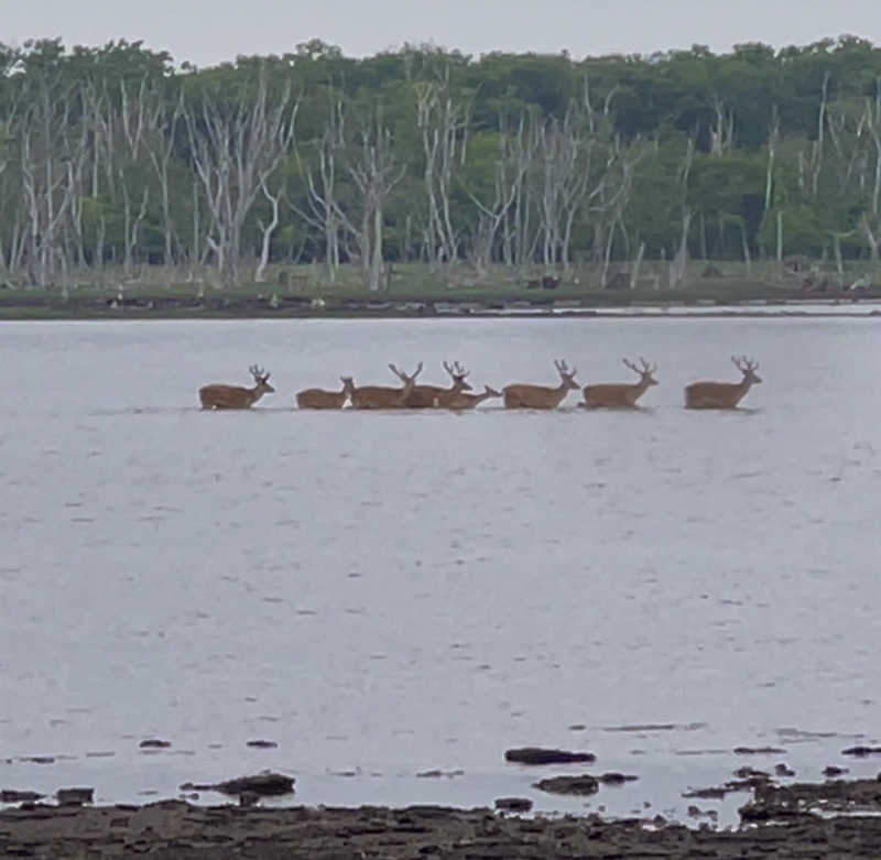 にじますさんの公衆浴場くすのき(ホテル楠)のサ活写真