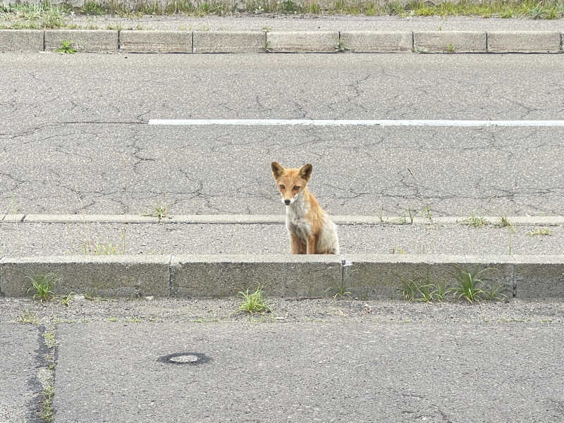 にじますさんの公衆浴場くすのき(ホテル楠)のサ活写真