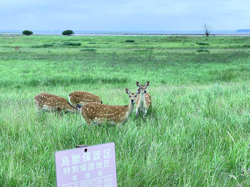 にじますさんの公衆浴場くすのき(ホテル楠)のサ活写真