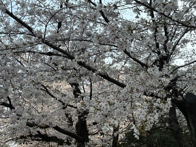 サウナーTA K Aさんの桃山の湯のサ活写真