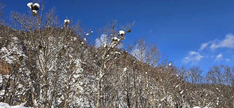 ゆでむし天パーさんの定山渓温泉 湯の花のサ活写真