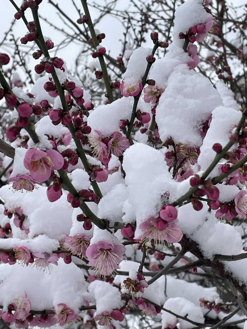 taka takaさんの湯乃泉 草加健康センターのサ活写真