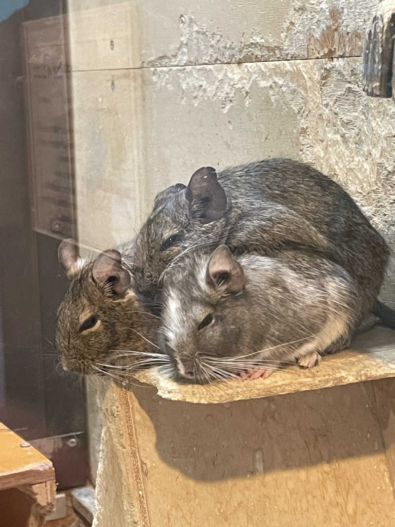 ねこまんまさんの湯元 花の湯のサ活写真