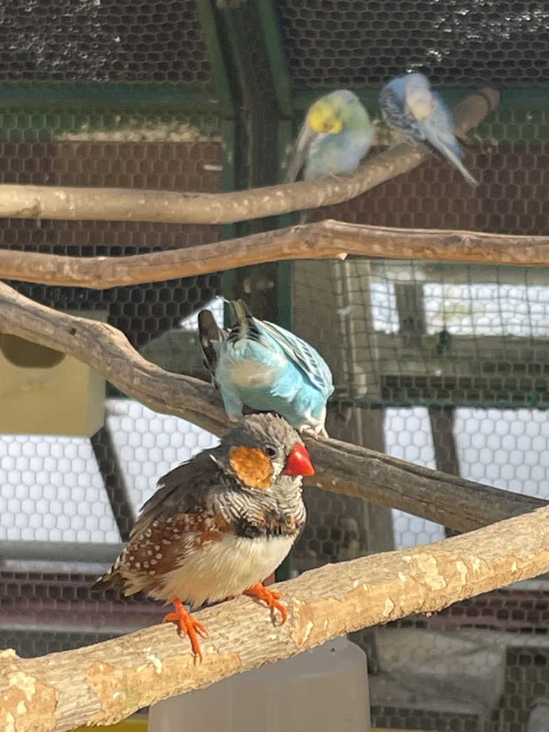 ねこまんまさんの花びしホテルのサ活写真