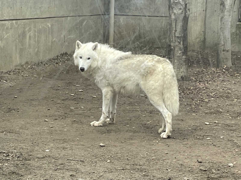 ねこまんまさんの中通温泉こまちの湯 ドーミーイン秋田のサ活写真