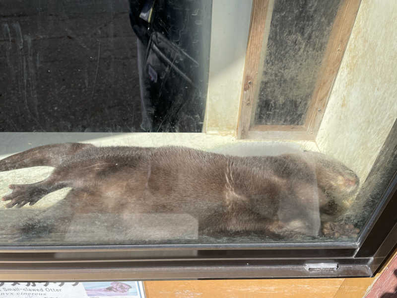 ねこまんまさんの中通温泉こまちの湯 ドーミーイン秋田のサ活写真