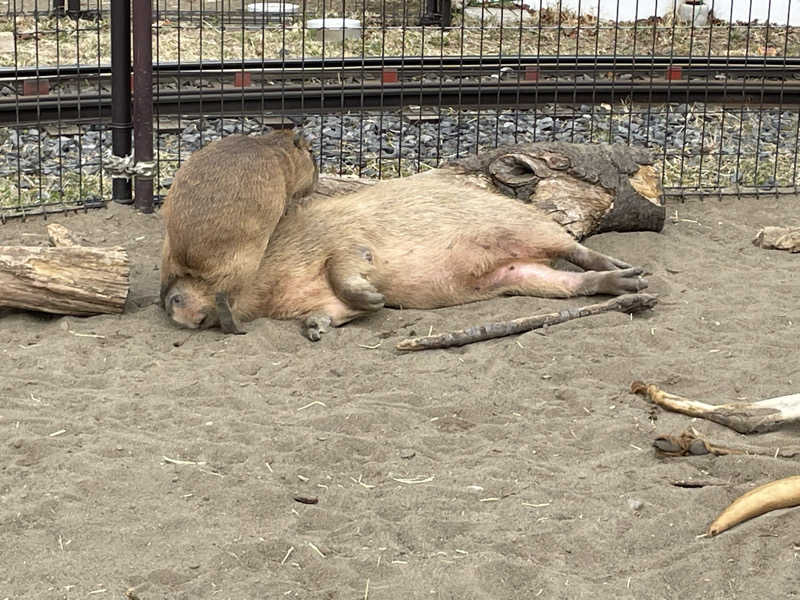 ねこまんまさんのCOCOFURO かが浴場のサ活写真