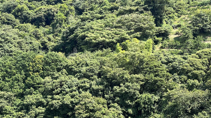 戦国さんの山賊サウナのサ活写真