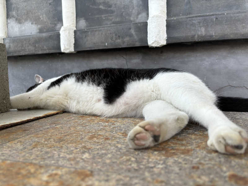 なおこ。さんの日奈久温泉センター ばんぺい湯&本湯のサ活写真