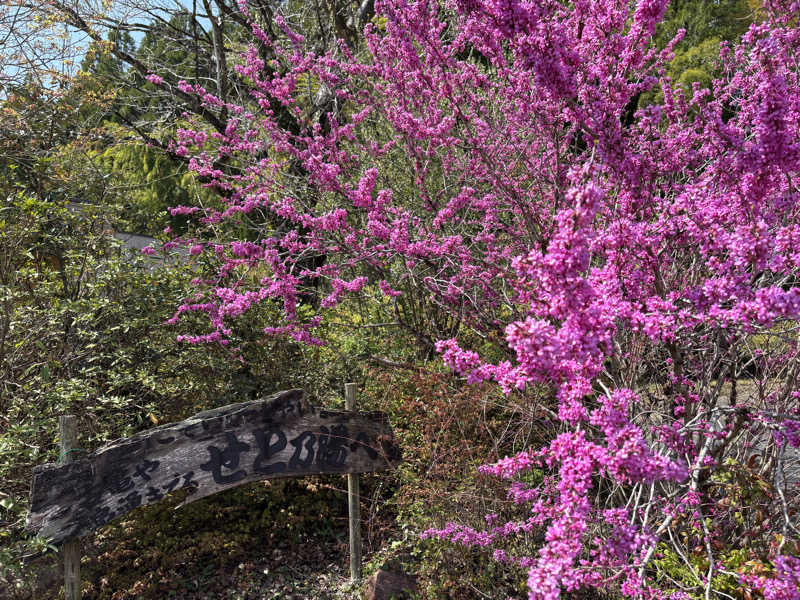 なおこさんのせと乃湯のサ活写真