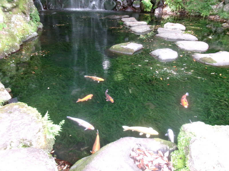 鳥loverさんの箱根湯本温泉 天成園のサ活写真