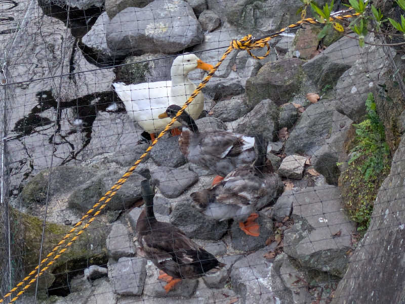 たなふみさんの箱根湯本温泉 天成園のサ活写真