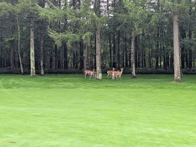 サウナおじさんさんの桂ゴルフ倶楽部【GRAND PGM】のサ活写真