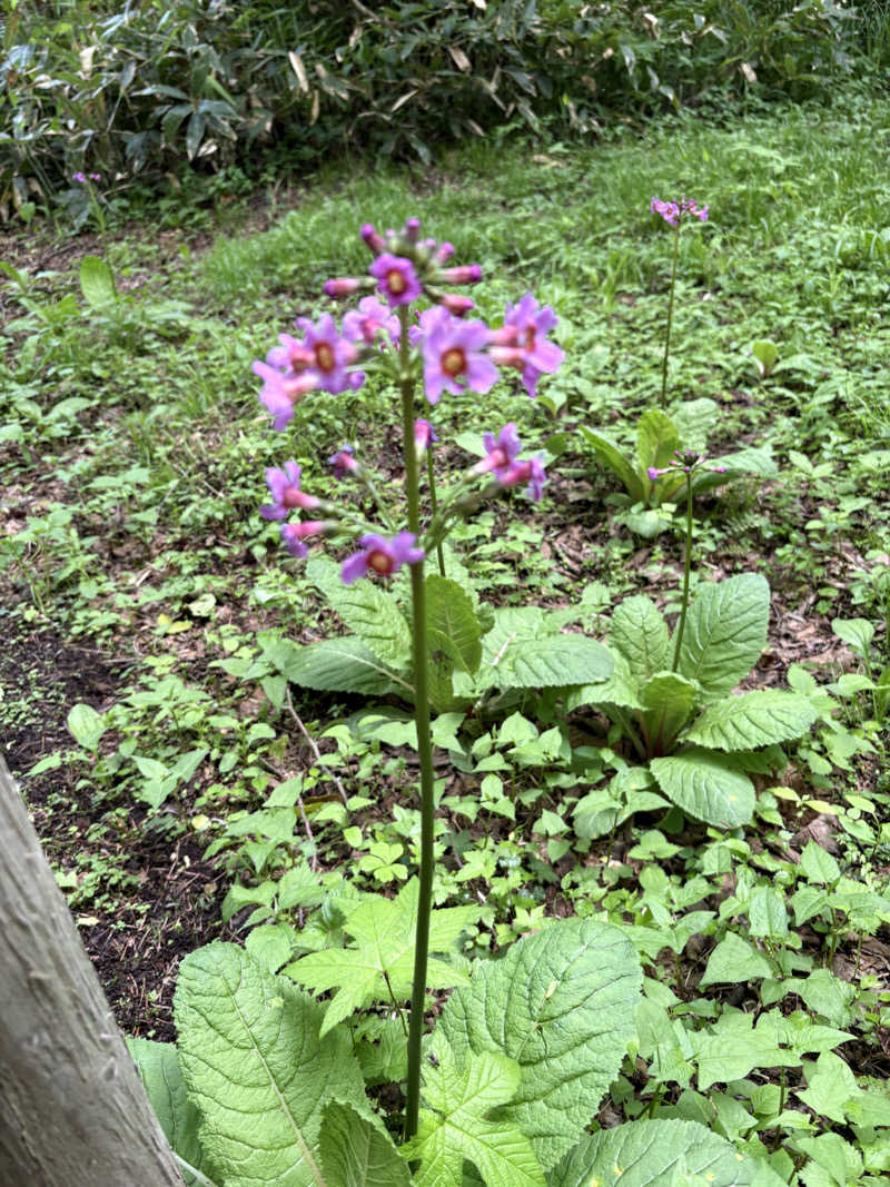 まさぞーさんの奥屈斜路温泉ランプの宿森つべつのサ活写真